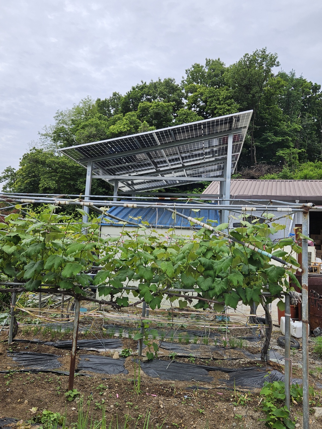 1794386480_Qxc2OvEt_0f316dc5fcaa99039acbc557e4308f4c45baeba6.jpg 이미지크게보기